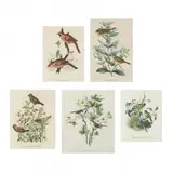 Five Plates from New and Heretofore Unfigured Species of the Birds of North America by Daniel G. Elliot, Each a hand-colored lithograph, sold Jul 2024