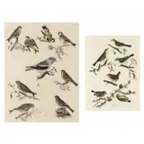 Two Plates from Illustrations of British Ornithology by Prideaux John Selby, Each a hand-colored etching and engraving on paper, sold Jul 2024