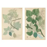 Pair of Botanical Etchings by W. Engels, Each a hand-colored etching on paper, sold Jul 2024