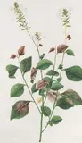 Zugeschrieben "Plumbago zeylanica by Baldassare Cattrani, watercolor, offered Dec 2018