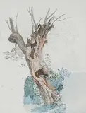 Zugeschrieben Baumstudie by Wolfgang Adam Töpffer, watercolor, offered Dec 2018