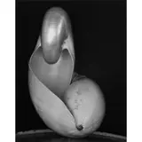 Shell by Edward Weston, 1927, gelatin silver print, sold Jun 2023