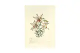 Untitled by Salvador Dalí, etching and heliogravure, offered Feb 2023