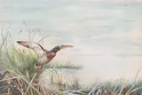 A duck in-flight above reeds and riverbank by John Cyril Harrison, watercolour, offered Jul 2022