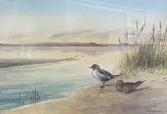 Pintail Ducks by waters edge by Richard Harrison, watercolour and wash, offered Jul 2022