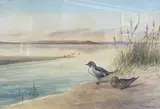 Pintail Ducks by waters edge by Richard Harrison, watercolour and wash, offered Jul 2022
