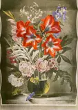 Striped Lilly, 1946 by Gerald Cooper, Print, London Qty:, offered Jul 2022