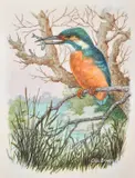 A kingfisher on a branch with a small fish in his mouth by Ella Bruce, watercolour, sold Oct 2023