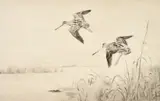 Snipe coming into land on a waterway by Roland Green, pencil and numbered, sold Oct 2023