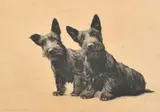 American, an etching of two terriers by Morgan Dennis, etching, sold Oct 2023