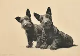 American, an etching of two terriers by Morgan Dennis, etching, offered Oct 2023