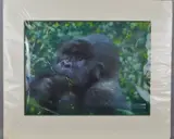 a pastel drawing of a Gorilla chewing on vegetation, signed by Joel Kirk, pastel, sold Jul 2018