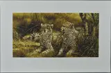 CHEETAHS, a limited edition print 70/95 of a pair of cheetahs in the shade by Michael Jackson, print, sold Jun 2018