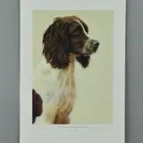 Liver and white english springer spaniel by Nigel Hemming, print, sold Jun 2018