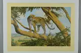 Mara lookout by Anthony Gibbs, print, sold Jun 2018