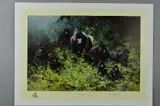 'THE MOUNTAIN GORILLAS OF RWANDA', a limited edition print by David Shepherd, print, sold Jun 2018
