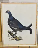 a 19th Century hand coloured print of a 'Black Grouse Male by From Selby's Illustrations Of British Ornothology, print, sold Jun 2018