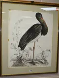 a 19th Century hand coloured print of a 'Black Stork by From Selby's Illustrations Of British Oprnothology, print, sold Jun 2018