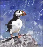Puffin Signed and dated 2000 Acrylic on board 17 x 17cm Provenance: Lots 1-42 The Private Collection of a Lady Condition report: Good condition by Sam Dodd, 2000, Acrylic on board, sold Jun 2017