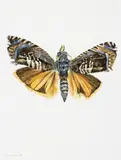 Csiro / Anic Study #39 by eX de Medici, 2001, watercolour on paper, sold Apr 2009