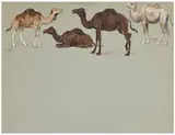 Etude de dromadaires d'Afrique et de chameau d'Asie by Georges Rötig, Gouache, sold Nov 2024
