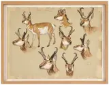 Etude d'antilopes by Georges Rötig, Aquarelle, crayon et gouache, sold Nov 2024