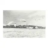 Swans Landing by Lena Ennis, Graphite on paper, sold May 2024