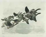 Graugänse by Robert Hainard, 1943, woodcut, sold Dec 2018