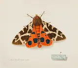 Arctia caja L. brauner Bär by Max Heuberger, 1990, mixed media, sold Dec 2018