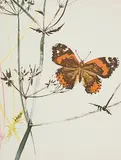 Histoires naturelles by Hans Erni, lithograph, offered Dec 2018