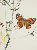 Histoires naturelles by Hans Erni, lithograph, offered Sep 2018