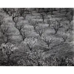 Orchard by Ansel Adams, gelatin silver print, sold Jun 2023