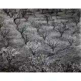 Orchard by Ansel Adams, gelatin silver print, sold Jun 2023