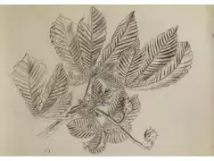 Kastanienzweig mit Frucht by Karl Hubbuch, charcoal, sold Jun 2026