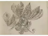 Kastanienzweig mit Frucht by Karl Hubbuch, charcoal, sold Jun 2026