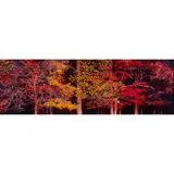 Colors of the Smokies by Thomas Mangelsen, chromogenic print, sold Jul 2023