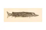 Untitled by Francois-Xaviere Lalanne, pencil, offered Feb 2023