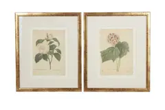 Untitled by Pierre-Joseph Redouté, Etching on woven paper Each, offered Jan 2023