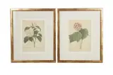 Untitled by Pierre-Joseph Redouté, Etching on woven paper Each, offered Jan 2023