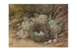 Untitled by William Cruikshank, watercolour and bodycolour, offered Jan 2023