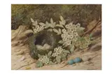 Untitled by William Cruikshank, watercolour and bodycolour, offered Jan 2023
