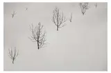 Untitled by Abbas Kiarostami, print on paper, offered Nov 2022
