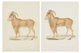 Untitled by Jean-Charles Werner, lithograph, offered Nov 2022