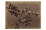Untitled by Adolphe Braun, print, offered Nov 2022