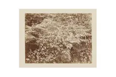 Untitled by Frederick Hollyer, print, offered Nov 2022