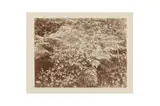 Untitled by Frederick Hollyer, print, offered Nov 2022