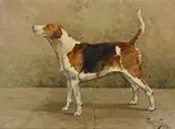 Eamont Lanark - a foxhound by Gilbert Scott Wright, oil, sold May 2021