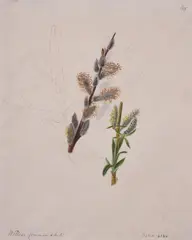 Flower studies, a group of eleven Watercolour and ink Each variously inscribed Approx by Emily Stackhouse, Watercolour and ink, sold Feb 2021