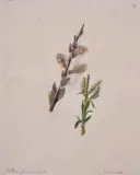 Flower studies, a group of eleven Watercolour and ink Each variously inscribed Approx by Emily Stackhouse, Watercolour and ink, sold Feb 2021