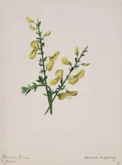 Flower studies, a group of eleven Watercolour and ink Each variously inscribed Approx by Emily Stackhouse, Watercolour and ink, sold Feb 2021